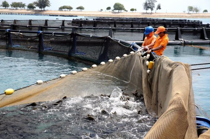 Fishing net being hauled at an aquaculture farm