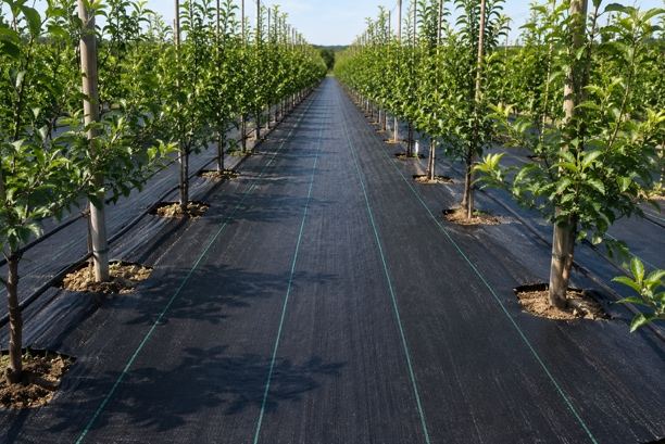 Ground cover laid between rows in an orchard